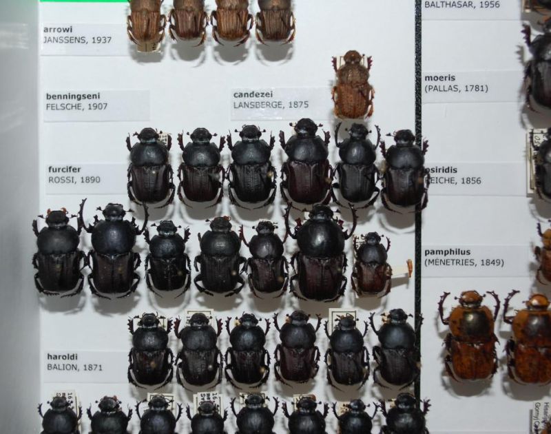 Cheironitis fulcifer (ROSSI, 1811).JPG