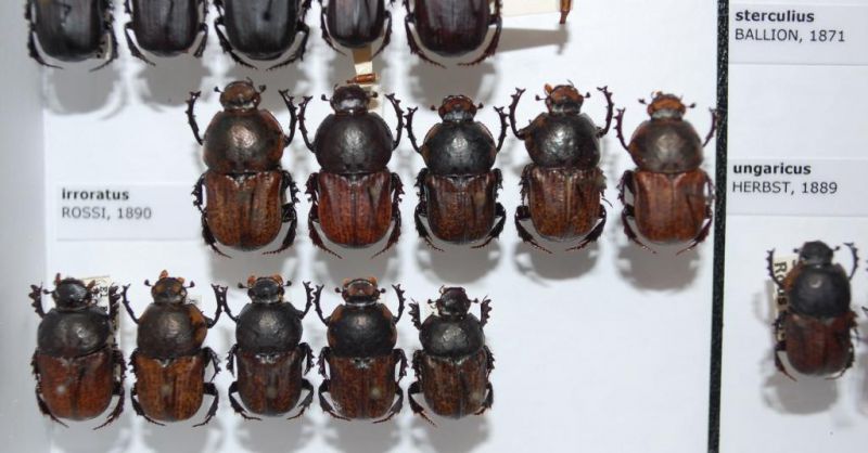 Cheironitis irroratus ROSSI, 1890.JPG