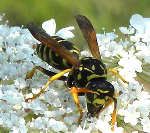 Polistes dominulus Lido di Venezia 7 luglio 2011 003.jpg