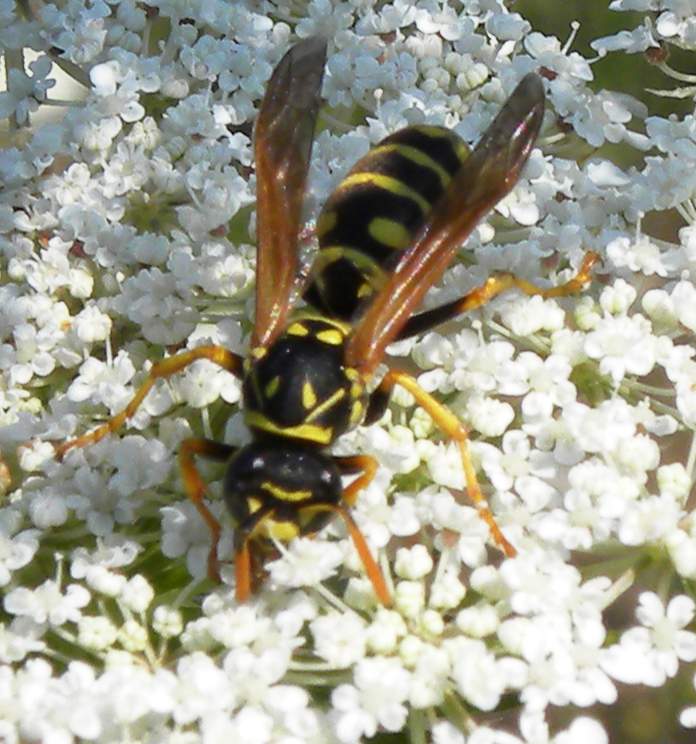 Polistes dominulus Lido di Venezia 7  luglio 2011 002.jpg