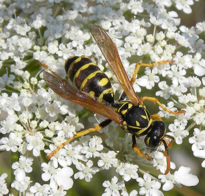 Polistes dominulus   Lido di Venezia 7 luglio 2011 001.jpg