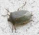 Pentatomidae.jpg