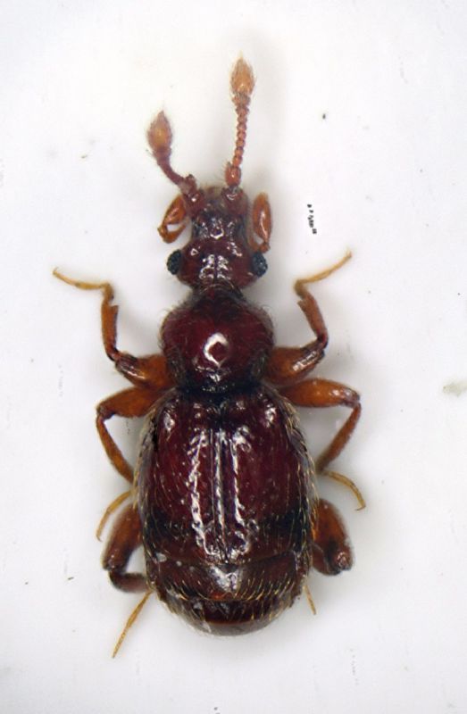 Bryaxis porsenna 1.2mm. Casalecchio Tizzano BO 16.X.10 Colacurcio.JPG