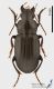 Carabid3_s.JPG
