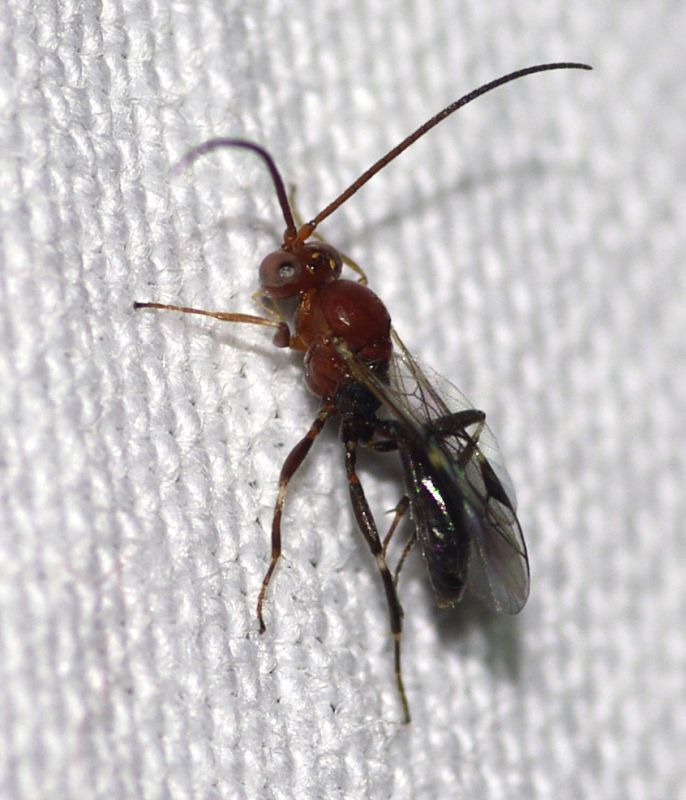 Imenottero4mm.jpg