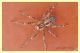 Agelenidae (2).JPG