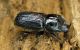 Sinodendron cylindricum_male_campigna 24 settembre 2011 001.jpg