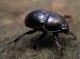 Anoplotrupes stercorosus_Campigna 24 settembre 2011 066.jpg