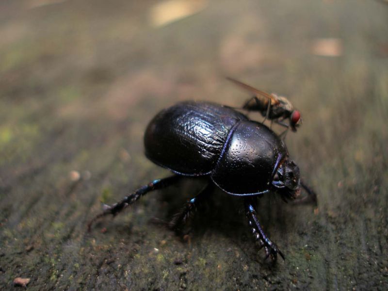 Anoplotrupes stercorosus_con mosca_Campigna 24 settembre 2011 067.jpg