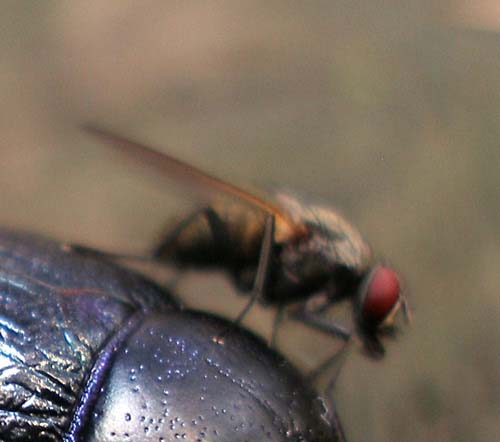 Anoplotrupes stercorosus_con mosca_Campigna 24 settembre 2011 067_bis.jpg