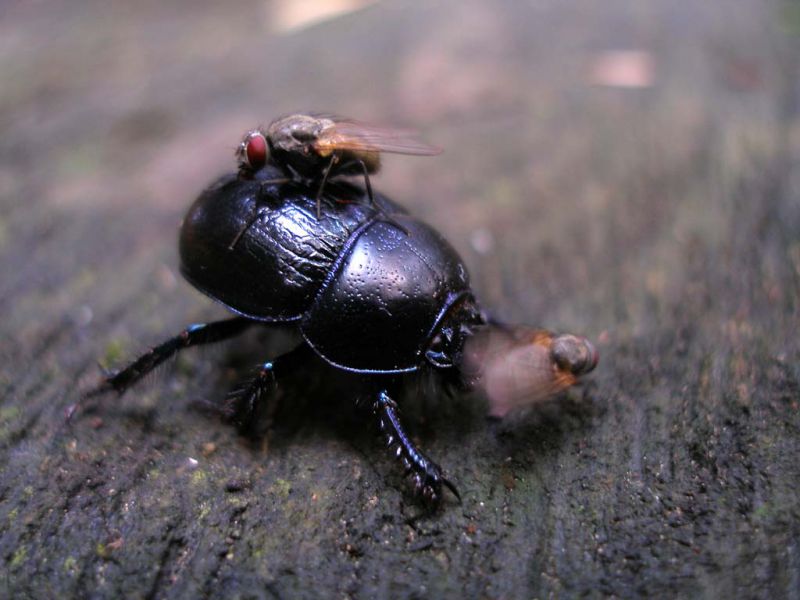 Anoplotrupes stercorosus_con mosca_Campigna 24 settembre 2011 068.jpg