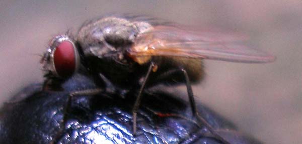 Anoplotrupes stercorosus_con mosca_Campigna 24 settembre 2011 068_bis.jpg