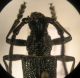 Cerambycidae 1 B.jpg