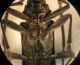 Cerambycidae 1 C.jpg