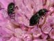 Dasytidae - 5 mm -20110616_057.jpg