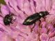 Dasytidae - 5 mm -20110616_060.jpg