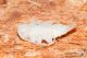 IMG_9567_Acanthocinus_reticulatus.jpg