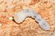 IMG_9568_Acanthocinus_reticulatus.jpg