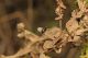 Campo_Felice_26-IX-2011_CN058.JPG