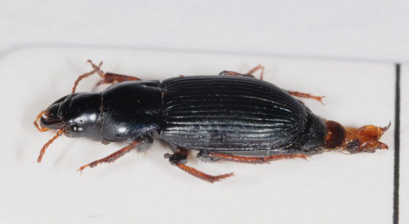 harpalus1_2.jpg