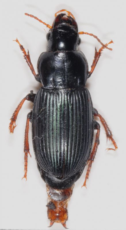 harpalus1_1.jpg