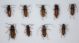 Hesperophanes sericeus001MOD.jpg