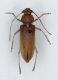 Hesperophanes sericeus002MOD.jpg
