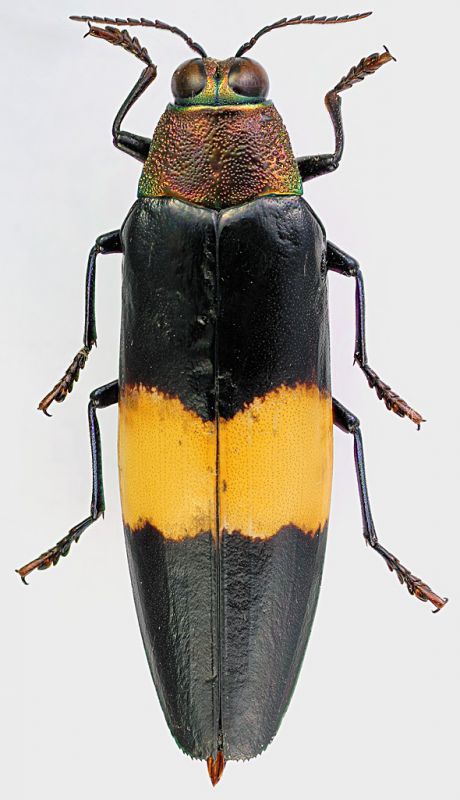 Chrysochroa_rogeri_50mm.jpg