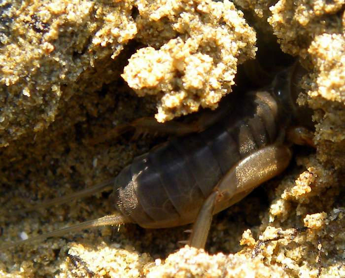 05. Gryllotalpa sp.  Alberoni 24 agosto 2011 012a.jpg