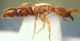 Formica partic. 01.jpg