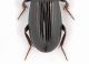 Parallelomorphus laevigatus -  male 19 mm. - Alberoni 07-VIII-2010 - Leg. Leonida Grazioli_04.jpg