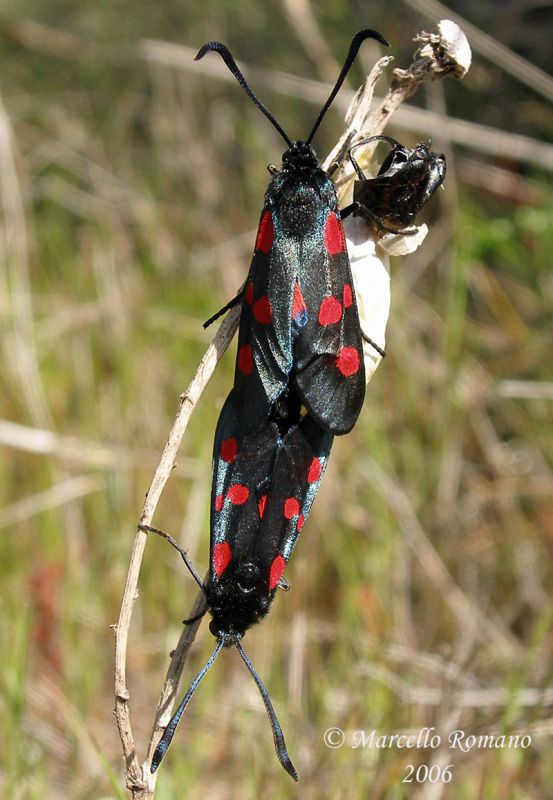 Zygaena-sp.jpg