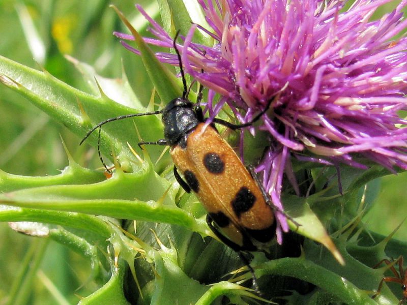 Euzonitis quadrimaculata_2 2011.04.24 K. Ata.jpg