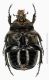 Protaetia sp._ventral from Turkey.jpg