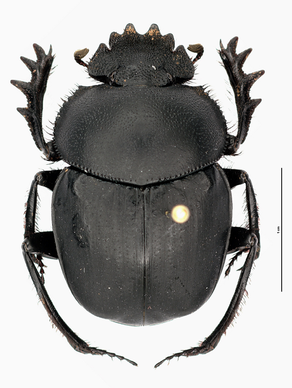 Scarabaeus sp. from Turkey.jpg