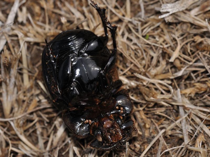 Dynastidae - Oryctes nasicornis male - 20 mm -20110928_033 Ventral view.jpg