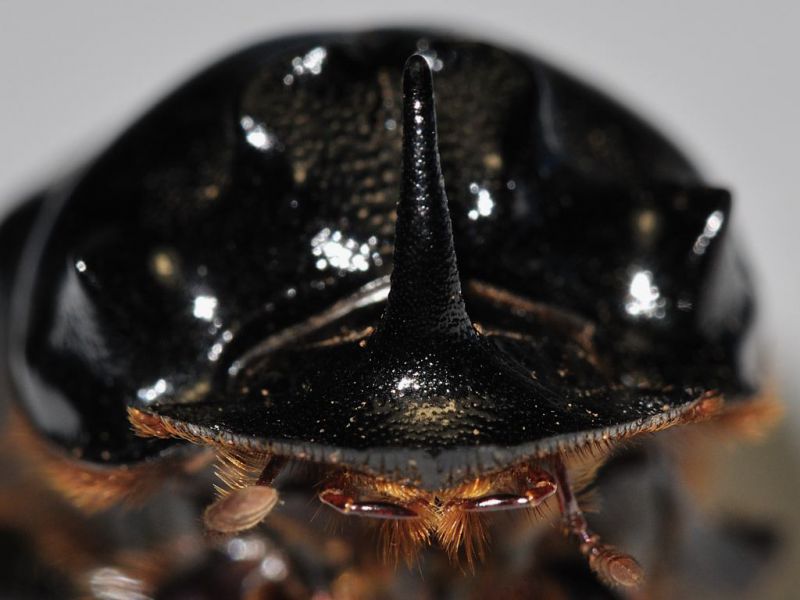 Dynastidae - Oryctes nasicornis male - 20 mm -20110928_161 Horn detail.jpg