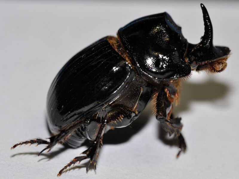 Dynastidae - Oryctes nasicornis male - 20 mm -20110928_162.jpg