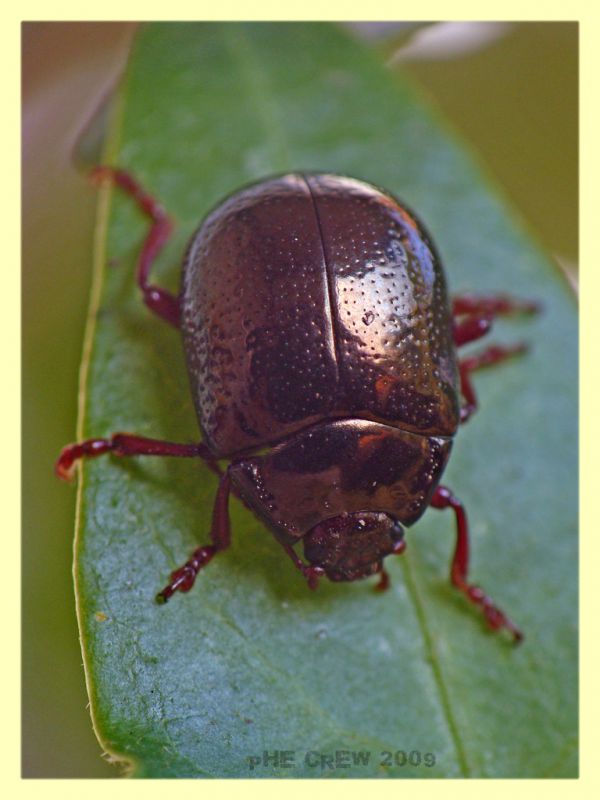 Chrysolina sp. 28 Settembre 09 (196) Hedera helix.JPG