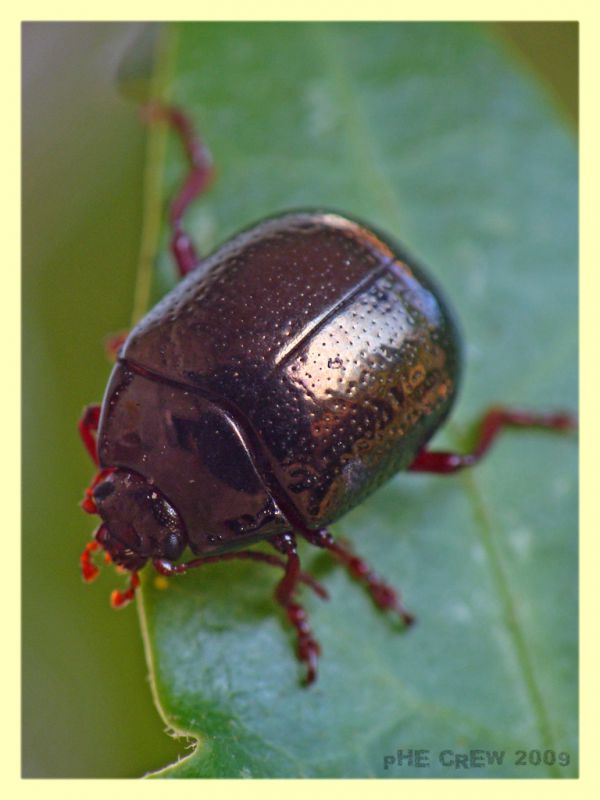 Chrysolina sp. 28 Settembre 09 (197) Hedera helix.JPG