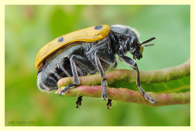 Chrysomelidae Modica - RG.JPG