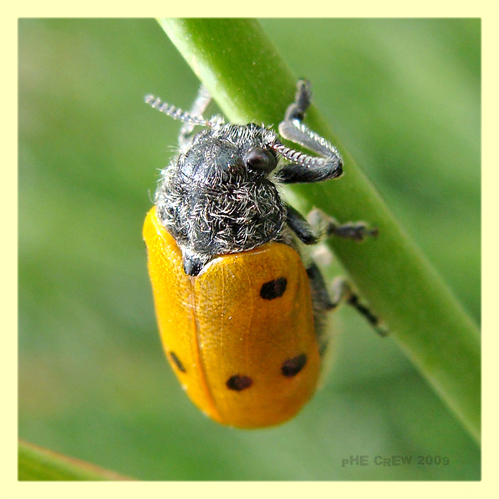 Chrysomelidae Modica - RG (2).JPG