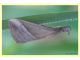 Hypena lividalis (Hübner 1796) Giugno 2009.JPG