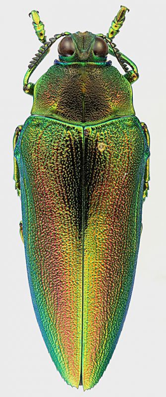 Chrysaspis_aurovittata_54mm.jpg