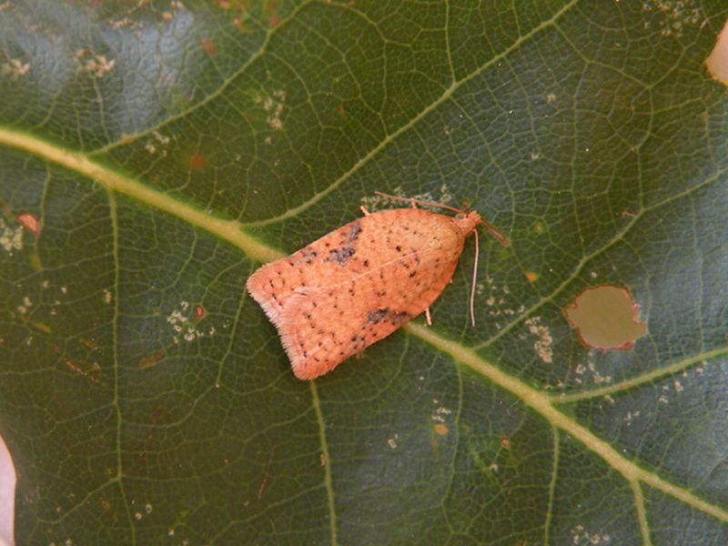 Acleris_ferrugana_adulto.jpg