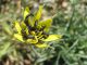 Aplocmenus herichonticus .2010.04.10..jpg