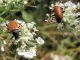 Alleculidae. 2010.04.10.jpg