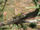 Lixus scolopax. Only put eggs. 2010.04.10..jpg