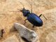 Nebria hemprichi. 2010.04.10..jpg