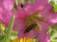 Neoplagionotus bobelayei. 2010.04.10..jpg